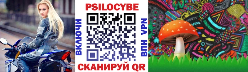 Купить  Приморск  Галлюциногенные грибы Psilocybine cubensis 
